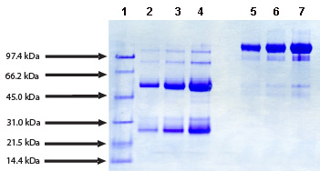 Recombinant Human Annexin A8/ANXA8