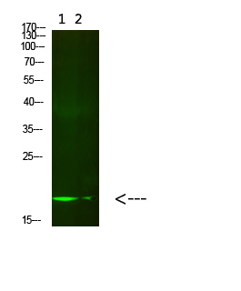 Histone H3 Polyclonal Antibody