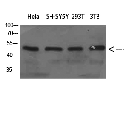WIPI1 Polyclonal Antibody
