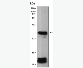 Recombinant Rabbit Tumor Necrosis Factor α/TNF-α