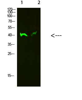 Jun B Polyclonal Antibody