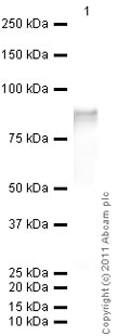 Recombinant Human Interleukin-37/IL-37