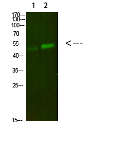 PBEF Polyclonal Antibody