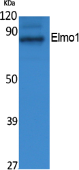 Elmo1 Polyclonal Antibody