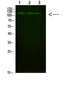 FIG4 Polyclonal Antibody