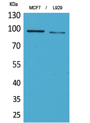 CD100 Polyclonal Antibody