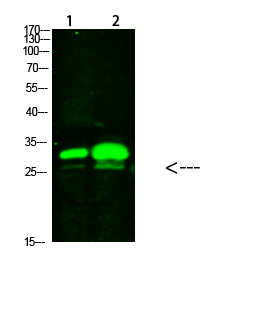 KCTD7 Polyclonal Antibody