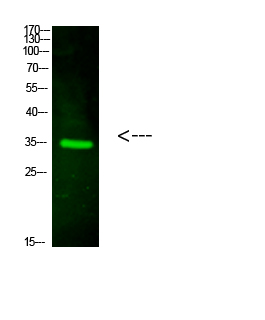 CTXL Polyclonal Antibody