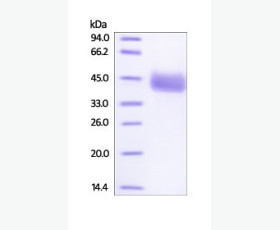 Recombinant Human Interferon γ/IFN-γ