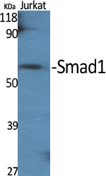 Smad1 Polyclonal Antibody