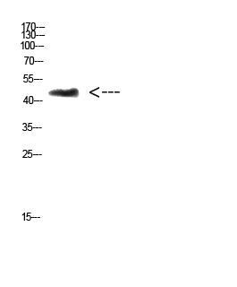 CHID1 Polyclonal Antibody