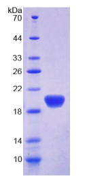 Recombinant Apolipoprotein L2 (APOL2)
