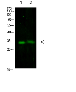 TNFAIP8L3 Polyclonal Antibody