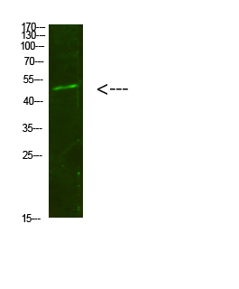 Smad1/5/9 Polyclonal Antibody