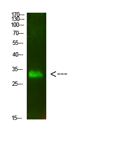 Cdk5 Polyclonal Antibody