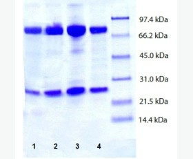 Recombinant Human GADD45α/GADD45A