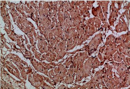 CNPY3 Polyclonal Antibody