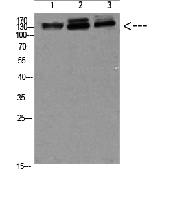 NFAT5 Polyclonal Antibody