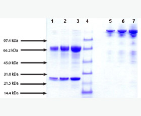 Recombinant Human Thioredoxin-2/TXN2