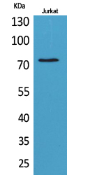 c-Myb Polyclonal Antibody