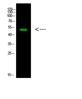 LWS Polyclonal Antibody