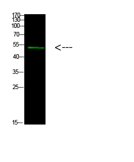 P53 Polyclonal Antibody