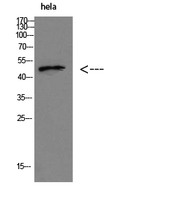 IRF3 Polyclonal Antibody