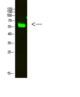 OASL Polyclonal Antibody