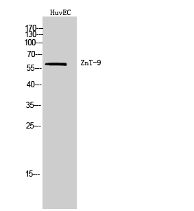 ZnT-9 Polyclonal Antibody