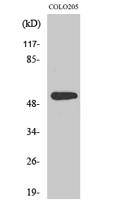 XPLN Polyclonal Antibody