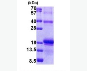 Recombinant E. coli Lon Protease