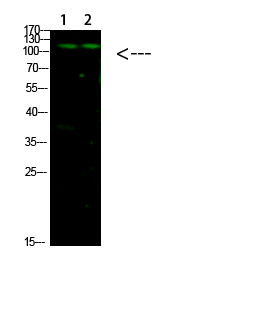GLI-1 Polyclonal Antibody