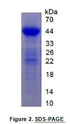 Recombinant Epidermal Growth Factor Receptor (EGFR)