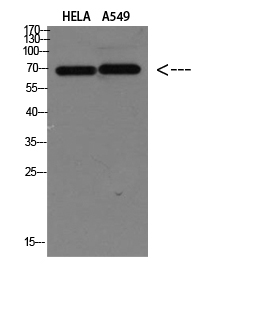 DCT Polyclonal Antibody