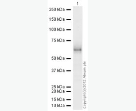 Recombinant Human C-X-C Motif Chemokine 12/CXCL12/SDF-1