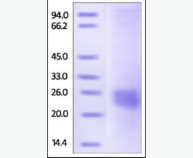 Recombinant Human Interleukin-8/IL-8