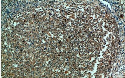 Caspase-3 Polyclonal Antibody