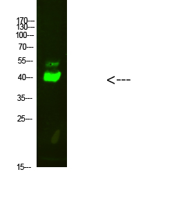 Maspin Polyclonal Antibody