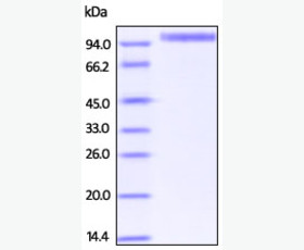 Recombinant Mouse Fibroblast Growth Factor 2/FGF-2/FGFb