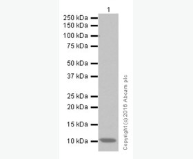 Recombinant Human Cornulin