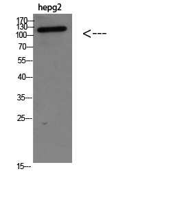 TERT Polyclonal Antibody