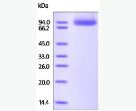 Recombinant Human Cystatin A