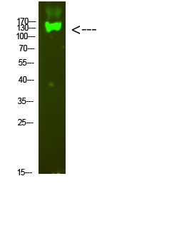 Integrin β7 Polyclonal Antibody