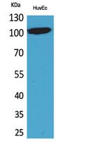 NFATc1 Polyclonal Antibody