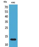 Lymphotactin Polyclonal Antibody