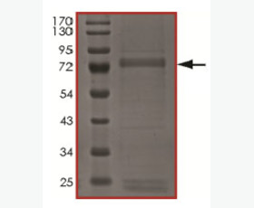 Recombinant Human Interferon α2A Variant (Lys46)/IFN-α2A