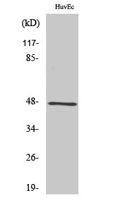 Recombinant Human Melanoma Inhibitory Activity Protein/MIA