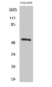 TIGD3 Polyclonal Antibody