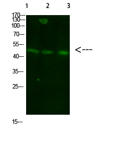 Gl Syn Polyclonal Antibody