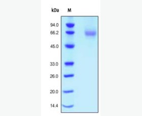 Recombinant Human HDHD2
